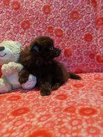 Cocoa, a male Pomeranian for sale in Shipshewana, IN – Photo 6 of 10