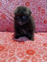 Cocoa, a male Pomeranian for sale in Shipshewana, IN – Photo 3 of 10