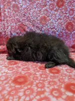 Cocoa, a male Pomeranian for sale in Shipshewana, IN – Photo 10 of 10