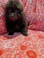 Cocoa, a male Pomeranian for sale in Shipshewana, IN – Photo 9 of 10