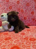 Cocoa, a male Pomeranian for sale in Shipshewana, IN – Photo 1 of 10