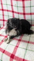 Daylillie, a female Pomeranian for sale in Shipshewana, IN – 4 of 7