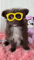 Crunchy , a female Pomeranian for sale in Shipshewana, IN – 10 of 10