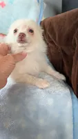Cloe, a female Pomeranian for sale in Shipshewana, IN – 3 of 10