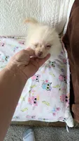 Tracy, a female Pomeranian for sale in Shipshewana, IN – 9 of 10
