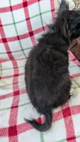 Lucy , a female Pomeranian for sale in Shipshewana, IN – 2 of 10
