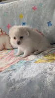 Benji, a male Pomeranian for sale in Shipshewana, IN – 8 of 10