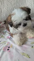 Jax, a male Shih Tzu for sale in Shipshewana, IN – 4 of 10