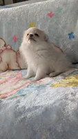 Benji, a male Pomeranian for sale in Shipshewana, IN – 7 of 10