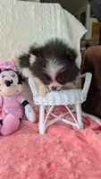 Lasso, a male Pomeranian for sale in Shipshewana, IN – 2 of 10