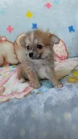 Pippi, a female Pomeranian for sale in Shipshewana, IN – 5 of 10