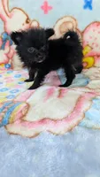 Dinah, a female Pomeranian for sale in Shipshewana, IN – 8 of 10