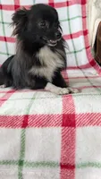 Daylillie, a female Pomeranian for sale in Shipshewana, IN – 3 of 7
