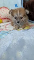 Pippi, a female Pomeranian for sale in Shipshewana, IN – 10 of 10