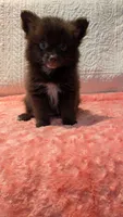 Gus, a male Pomeranian for sale in Shipshewana, IN – 2 of 10