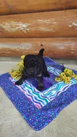Serena, a female Poodle - Toy  for sale in Shipshewana, IN – 9 of 10