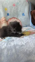 Maizie, a female Pomeranian for sale in Shipshewana, IN – 6 of 10