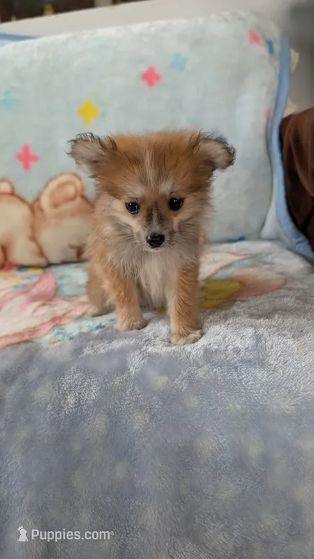 Pippi – Pomeranian puppy for sale in Shipshewana, IN