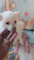 Cloe, a female Pomeranian for sale in Shipshewana, IN – 2 of 10