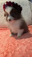 May, a male Pomeranian for sale in Shipshewana, IN – 10 of 10