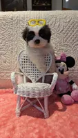 Tracker , a male Shih Tzu for sale in Shipshewana, IN – 3 of 9