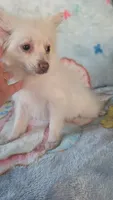 Cloe, a female Pomeranian for sale in Shipshewana, IN – 7 of 10