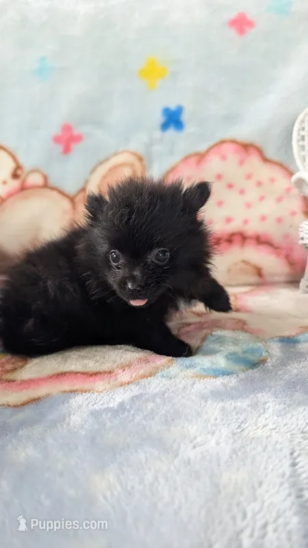 Cinder – Pomeranian puppy for sale in Shipshewana, IN