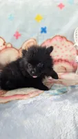 Cinder, a male Pomeranian for sale in Shipshewana, IN – 1 of 10