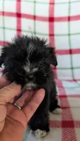 Libby , a female Maltipom for sale in Shipshewana, IN – 7 of 10