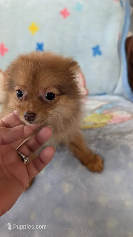 Luna  – Pomeranian puppy for sale in Shipshewana, IN