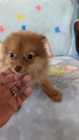 Luna , a female Pomeranian for sale in Shipshewana, IN – 1 of 10