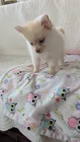 Tracy, a female Pomeranian for sale in Shipshewana, IN – 8 of 10