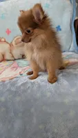 Luna , a female Pomeranian for sale in Shipshewana, IN – 3 of 10