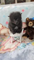 Barry , a male Pomeranian for sale in Shipshewana, IN – 3 of 10