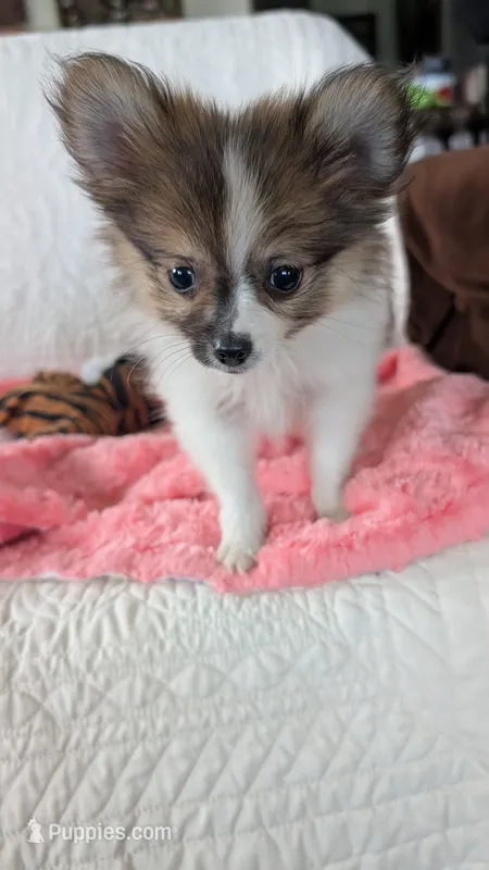 Buttercup  – Pomeranian puppy for sale in Shipshewana, IN