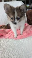 Buttercup , a female Pomeranian for sale in Shipshewana, IN – 1 of 8