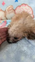Joyce , a female Pomapoo for sale in Shipshewana, IN – 5 of 7