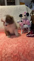 May, a male Pomeranian for sale in Shipshewana, IN – 5 of 10