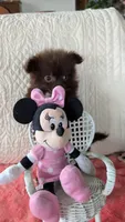 Crunchy , a female Pomeranian for sale in Shipshewana, IN – 9 of 10