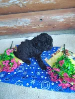 Serena, a female Poodle - Toy  for sale in Shipshewana, IN – 5 of 10