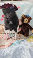 Barry , a male Pomeranian for sale in Shipshewana, IN – 8 of 10