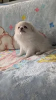 Benji, a male Pomeranian for sale in Shipshewana, IN – 10 of 10