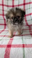 Mike , a male Shiranian for sale in Shipshewana, IN – 3 of 10