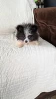 Willie, a male Pomeranian for sale in Shipshewana, IN – 5 of 8