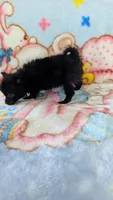 Dinah, a female Pomeranian for sale in Shipshewana, IN – 10 of 10