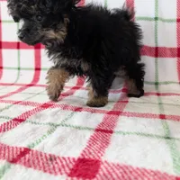 Mandy , a female Pomapoo for sale in Shipshewana, IN – Photo 8 of 10