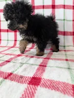 Mandy , a female Pomapoo for sale in Shipshewana, IN – Photo 8 of 10