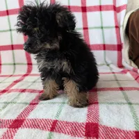 Mandy , a female Pomapoo for sale in Shipshewana, IN – Photo 3 of 10