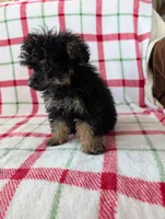Mandy , a female Pomapoo for sale in Shipshewana, IN – Photo 3 of 10