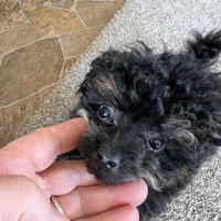 Mandy , a female Pomapoo for sale in Shipshewana, IN – Photo 7 of 10